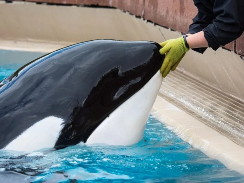 Does Everyone Love&nbsp;Marineland?